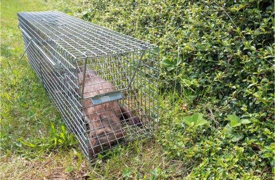 Solution grande faune