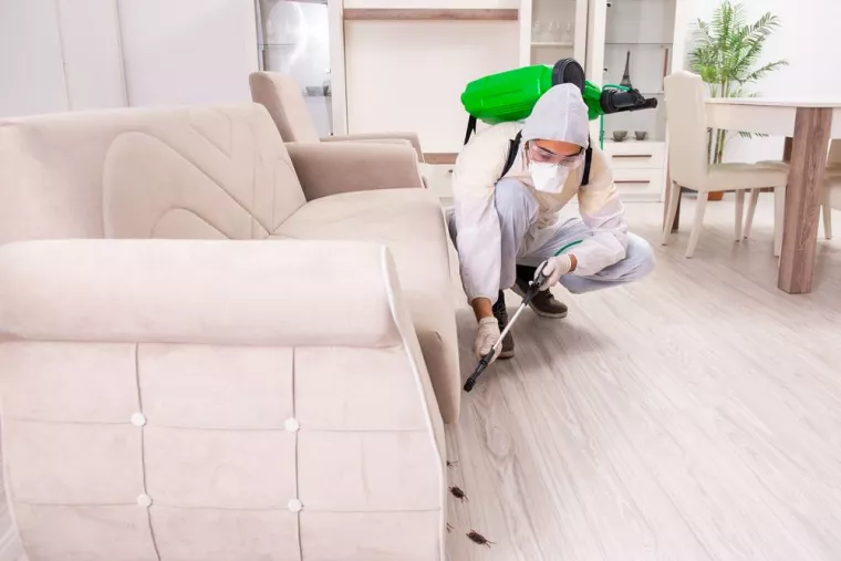 Traitement pour invasion de blattes, Cruas, Buit Nuisible 3D