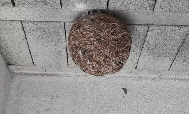 Recherche et destruction de nid de frelons à Valence, Cruas, Buit Nuisible 3D