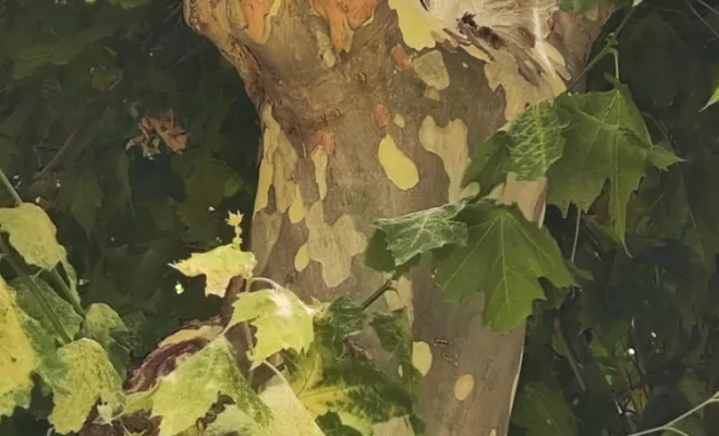 Recherche et destruction de nid de frelons à Valence, Cruas, Buit Nuisible 3D