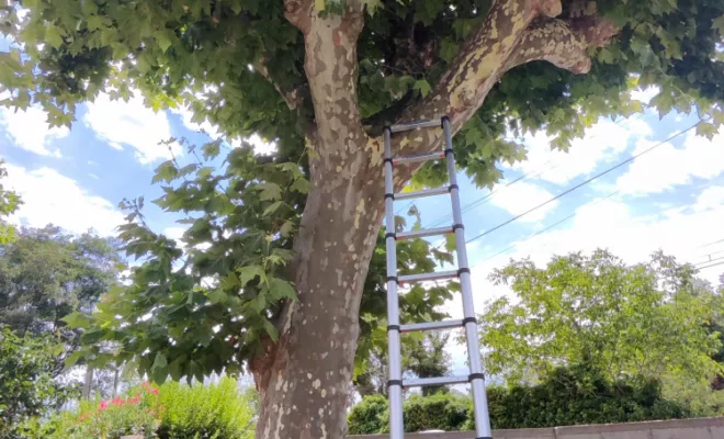 Recherche et destruction de nid de frelons à Valence, Cruas, Buit Nuisible 3D