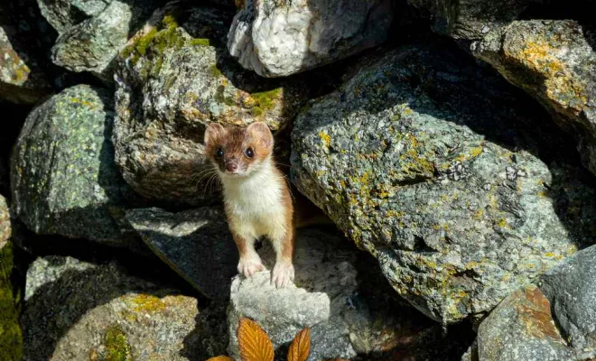 Piégeage de fouines, Cruas, Buit Nuisible 3D